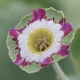 [ オーリキュラ ] クルニエ　II