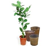 フィカス・ベンガレンシス(ベンガルボダイジュ)【バスケット(鉢カバー) 付き】 バスケット03