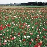国華園　花たね　大量たね　ヒナゲシ　1袋(80g)【※発送が国華園からの場合のみ正規品です】
