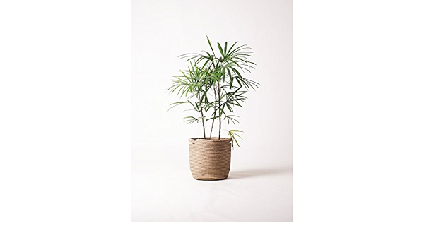 Amazon Hitohana ひとはな シュロチク 棕櫚竹 8号 リブバスケットnatural 観葉植物 オンライン通販