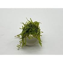 ウイローモス ウィローモス　60g-70g 水草　無農薬 ウイローモス 60g-70g ウィローモス 水草 産卵床 無農薬