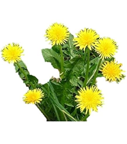 Amazon.co.jp: 桃色 ピンク たんぽぽ 種 10粒 植物 : DIY・工具・ガーデン