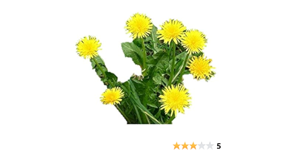 Amazon ダンデライオン 種 160粒 ハーブ