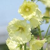 [Kセレクト・高]アルセア（タチアオイ）[一重咲き]：サンシャイン3.5号ポット 3株セット ノーブランド品