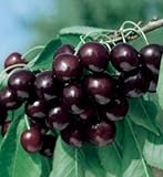 Prunus serotina subsp. serotina - Black Cherry - 5 seeds
