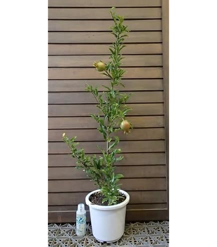 Amazon.co.jp: 【6寸鉢植え】 カリフォルニア 巨大ザクロ 《果樹苗