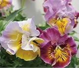 大輪パンジー 花ろまん フリルシリーズ 「シャロン・ド・ヒロコ」 10.5cmサイズ大ポット １０ポットセット パンジー ビオラ すみれ 苗 寄せ植え