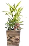 木製４寸サンデリアーナ寄せ植え