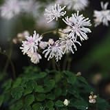 屋久島カラマツ