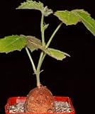 Cyphostemma adenocaule - syn: Cissus adenocaulis - 2 seeds