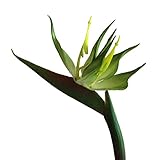 魔法使いハウルと火の悪魔10 Stems 22.44 " Real Touch Bird Of Paradise人工花ブーケホームガーデンデコレーション用/ウェディングパーティー装飾 Package 