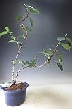 盆栽　花芽付き！椿（白侘助）の鉢植え盆栽【現品】2017冬～2018早春開花予定