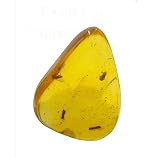 SCIENCE Dominican amber「虫入り琥珀（Insects in Amber）約7～12mm ドミニカ共和国 虫入りアンバー(樹脂の化石) 産地：Dominican Republic」オリジナル標本ケース入り 虫入りDominican amber