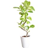 フィカス アルテシーマ ゴムの木 ループ仕立て 観葉植物 本物 ホワイトセラアート鉢 インテリア 中型 大型