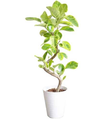 Amazon｜観葉植物 フィカス アムステルダムキング 8号 曲がり 受け皿付