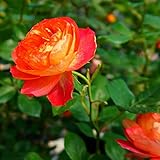 バラ苗 ソレイユロマンティカ 長尺苗 つるバラ 【京成バラ】 ピンク オレンジ 複色咲き 耐病性強 【西濃運輸お届け】【北海道・沖縄・離島不可】【予約販売】【2018年9月以降お届け予定】