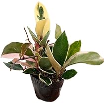 ボリュームあり　サクララン　ホヤカルノーサ　ワックスプラント　観葉植物　斑入り ボリュームあり サクララン ホヤカルノーサ ワックスプラント