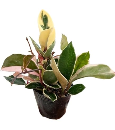 Amazon.co.jp: Hoya inflata ホヤ インフラータ 希少 抜き苗 : DIY