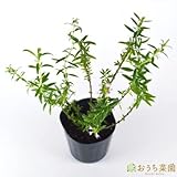 ヒソップ ピンク / 白 【苗】 ９ ｃｍ ポット ＜当店は 苗 種 鉢 培養土 ニーム の専門店＞