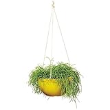 花ごころ ガーデニング用品・資材 ECOカラーポット ハンギング イエロー 63557