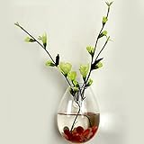 Kicode グラステラリウム 壁掛け 水耕 植物の花 花瓶 屋内コンテナ