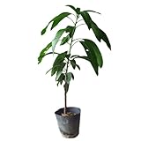 キンコウマンゴー(金煌)　接木苗