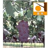 ブドウ：ベニフジ（紅富士）挿木苗4号ポット [極甘多汁で栽培しやすい人気品種] ノーブランド品