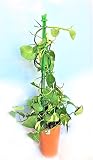 ゴールデンポトス　オレンジ背高鉢　斑種　緑　グリーン　観葉植物　多年性　常緑
