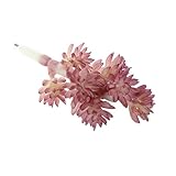 GRALARA人工多肉植物　プラスチック　観葉植物　結婚式　オフィス　ホーム　装飾　11種類選べる - 11