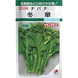 Amazon Co Jp 花飾り サカタの食用ナバナ種です Diy 工具 ガーデン