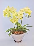 【花のギフト】椎名洋ラン園の胡蝶蘭 (イエロー) 3本立ち