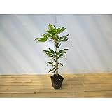 カクレミノ 樹高0.3m前後 10.5cmポット かくれみの 苗木 植木 苗 庭木 生け垣