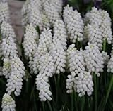 ムスカリ　ホワイトマジック　１０球入