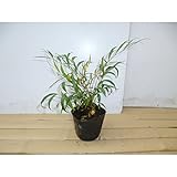 【10本セット】 マホニア・コンフューサ 樹高0.1m前後 9cmポット まほにあ 苗木 植木 苗 庭木 生け垣