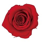 ~Coco Heart~　 プリザーブドフラワーローズ　ビックベベ　レッド　８輪(プリザブドフラワー・リース）