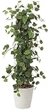 tree-c/造花 光触媒 観葉植物 グレープツリー 150cm