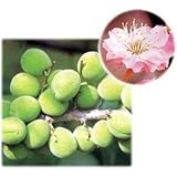 梅2種セット：白加賀（しろかが）と鶯宿（おうしゅく）[受粉セット][苗木]