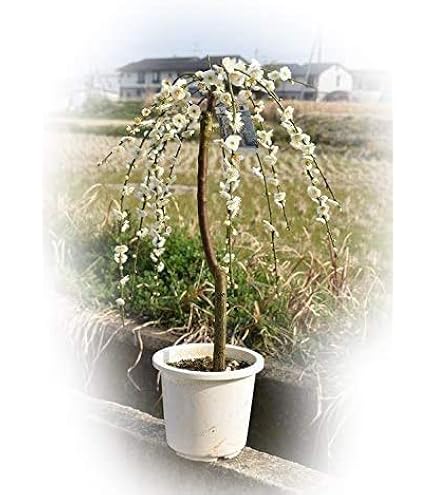 Amazon.co.jp: 枝垂れ梅白花 2026年3月に開花八重しだれ梅苗 : DIY