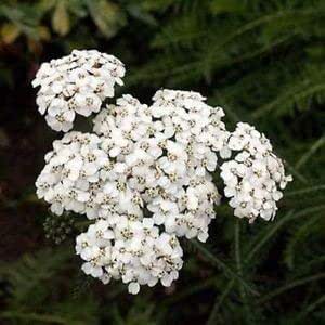 Amazon Co Jp ノコギリソウ白い花の種 セイヨウノコギリソウ 800個の 種子 Diy 工具 ガーデン