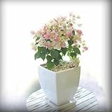 ホット販売カラーブーゲンビリアをSpectabilis WILLDの9種類は多年生盆栽植物の花ブーゲンビリアのシードを選択することができ120PCS