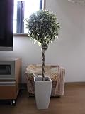 ベンジャミン　スターライト  　観葉植物　贈り物に最適