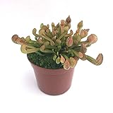 食虫植物　Sarracenia psittacina YN　(サラセニア プシタシナ )