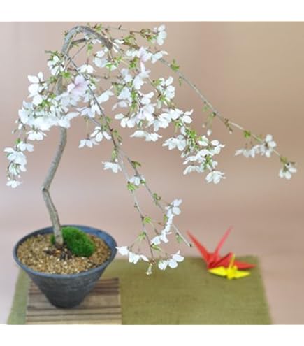 Amazon.co.jp: 遊恵盆栽 桜盆栽：しだれ富士桜（瀬戸焼金吹鉢