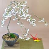 盆栽妙 しだれ桜の盆栽 樹高40cm×幅36cm