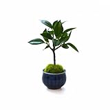 観葉植物 ミニ盆栽 フェイク 造花 ♪【カップボン】フィカス/ぐいのみ（瑠璃菊型）♪ 【prm】インテリアグリーン フェイクグリーン アーティフィシャル 開店祝い 新築祝い ギフト 模様替え 店舗内装