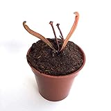 【食虫植物】Sarracenia popei (red form) (seedling)(サラセニア ポペイ レッドフォーム) 実生系【Baby plants】