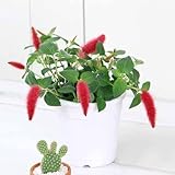 (観葉) キャットテール 3.5号(1鉢) 本州・四国限定[生体]