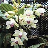 【山野草】白花ホシケイラン