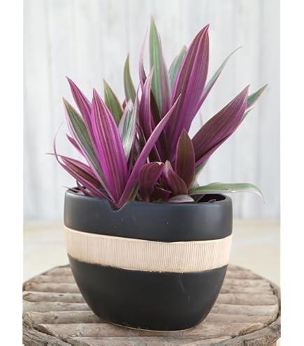 No.3【ボリュームセット♪】ムラサキオモト♥️ Amazon｜（観葉植物）ムラサキオモト 3．5号（1ポット）オーロラ