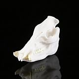 Non-brand ミニ樹脂動物の頭蓋骨の水族館の装飾魚のタンク爬虫類テラリウムの装飾 - 猪スカル